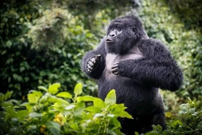 gorilla standing with arms on chest