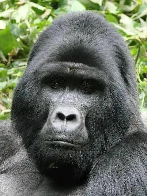 chimpanze standing 