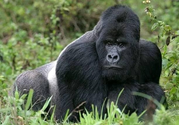 gorrila moving