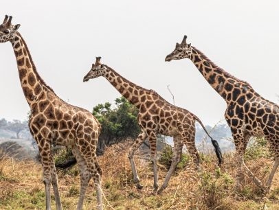three giraffes moving
