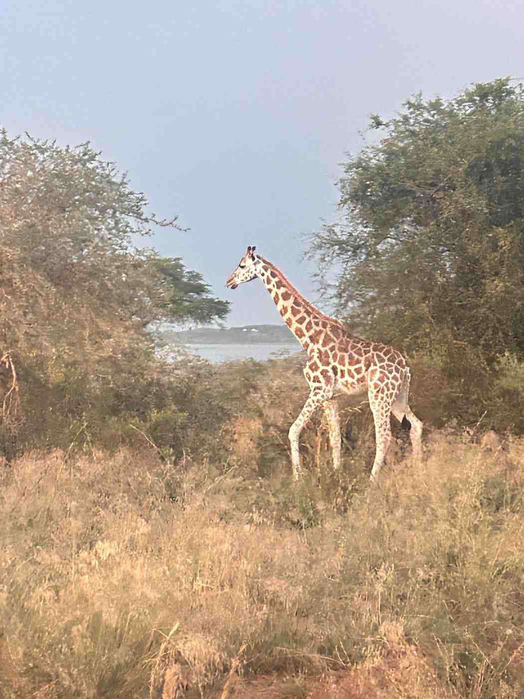 a girrafe moving