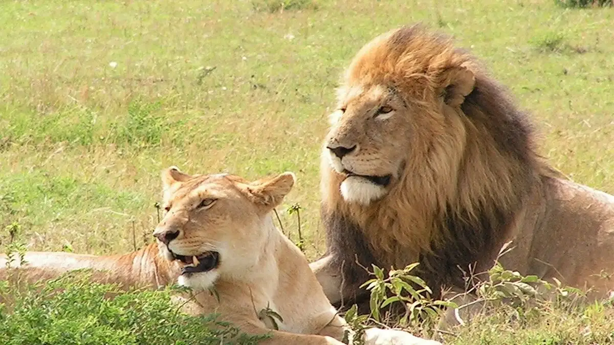 two lions laying on ground