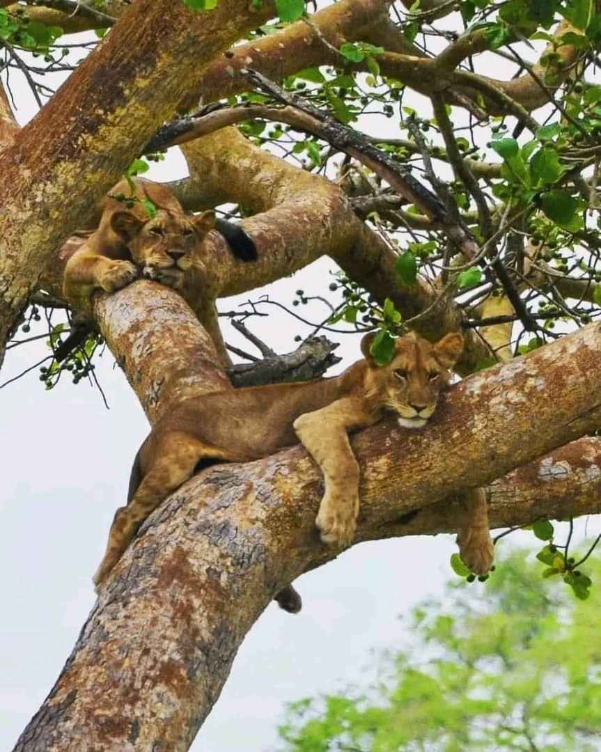 lions sleeping on a tree