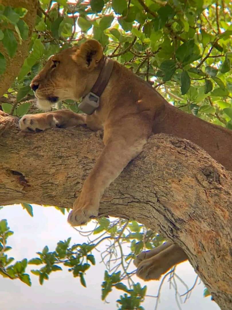 a lion on a tree