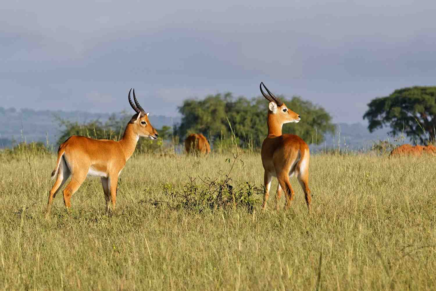 two antelopes eating